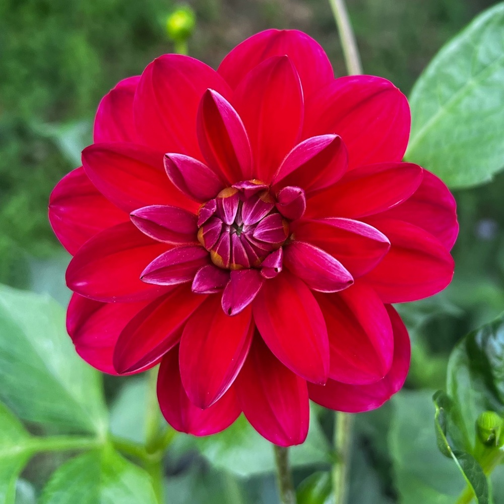 Dahlia Tuber- Javier G